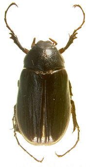 P. hornii dorsal beetle