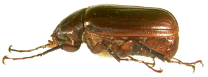P. hornii lateral beetle