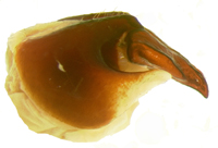 P. hornii lateral female genitalia