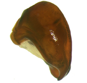 P. hornii left lateral male genitalia