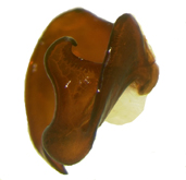 P. hornii right lateral male genitalia