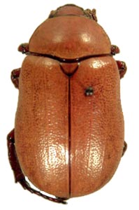 Homoiosternus beckeri