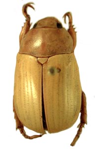 Parisoleoides pachytarsis