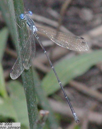 Slender Spreadwing