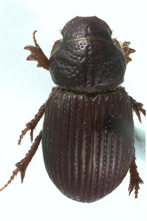 scarab image