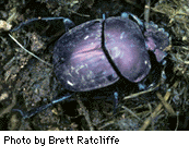 Large dung beetle in elephant dung