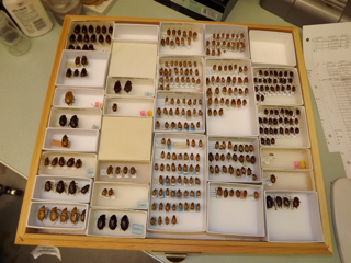 Museum drawer with scarabs