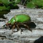 Un escarabajo del género Brachysternus, un escarabajo de Chile, de color metálico, que se alimenta de hojas.  Foto por Federico Ocampo. 