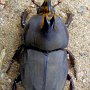 Diloboderus abderus, un pequeño escarabajo rinoceronte de Argentina. Foto de Flickr.