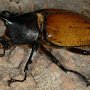 Dynastes hercules, el escarabajo hércules, de América Central. Foto por Rene Limoges, Insectarium du Montreal.
