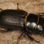 Escarabajo ciervo de la especie Dorcus parallelus (Say).  Foto por Art Evans.