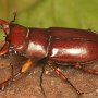 Este es un escarabajo ciervo de la especie Lucanus capreolus (Linneaus).  ¡Mira las mandíbulas tan desarrolladas! Foto por Art Evans.