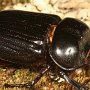 Un hermoso escarabajo de la especie Phileurus truncatus (Palisot de Beauvois).  Foto por Art Evans.