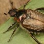 Este escarabajo brillante pertenece a la especie Strigoderma arbicola (Fabricius).  Fíjate en las estrías de sus alas duras. Foto por Art Evans.