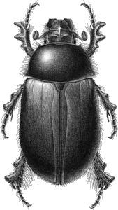 Hybosoridae.gif (19917 bytes)