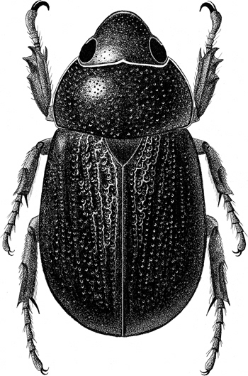 Generic Guide to New World Scarab Beetles-Scarabaeidae-Dynastinae