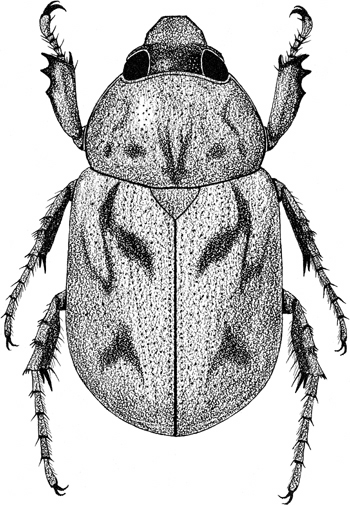 Generic Guide to New World Scarab Beetles-Scarabaeidae-Dynastinae