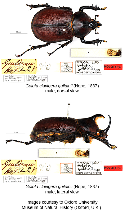 Golofa clavigera guildinii