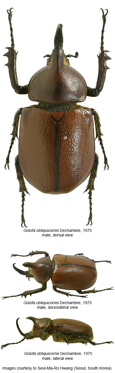 Golofa obliquicornis