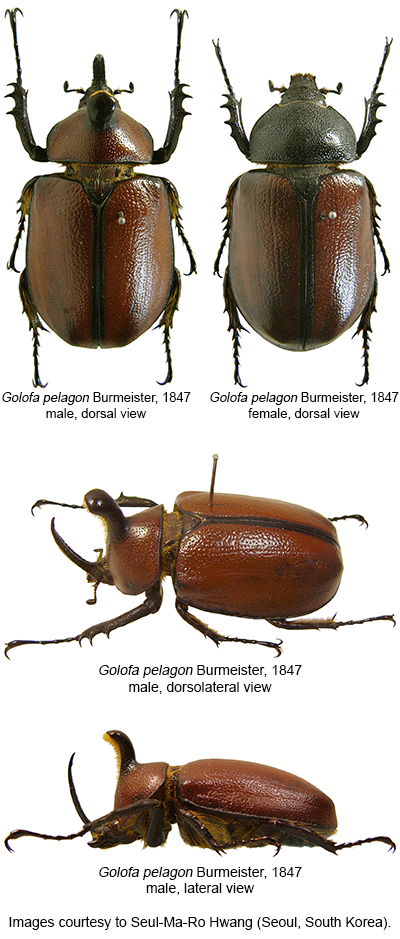 Mifune Dolphins vs. Nijigaoka Beetles, Major Wiki