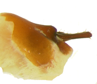 P.bipartita lateral female genitalia