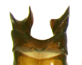 P.bipartita dorsal male genitalia