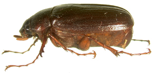 P.bipartita lateral beetle