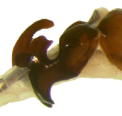 P. bipartita right lateral genitalia