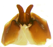 P.bipartita ventral female genitalia