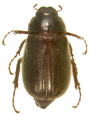 P. delata dorsal beetle