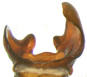 P. delata dorsal genitalia