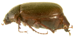 P. delata lateral beetle