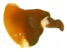 P. delata lateral female genitalia