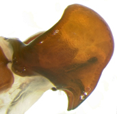 P. delata left lateral genitalia