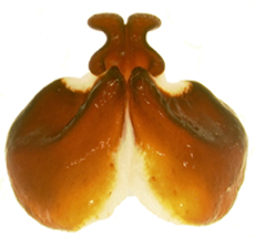 P. delata ventral female genitalia