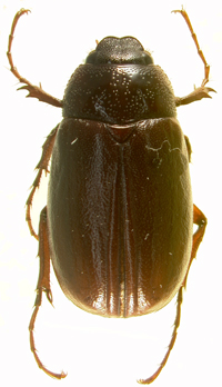 P. forsteri dorsal beetle