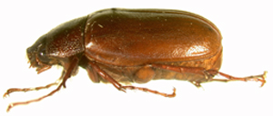 P. forsteri lateral beetle