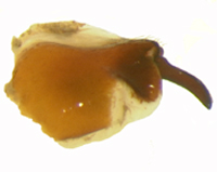 P. forsteri lateral female genitalia