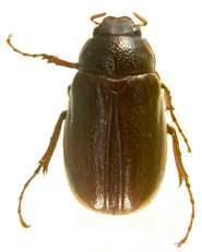 P. foxii dorsal beetle
