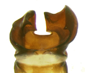 P.foxii dorsal male genitalia