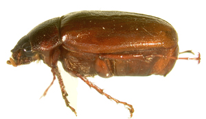P.foxii lateral beetle