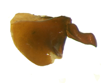 P.foxii lateral female genitalia