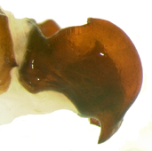 P. foxii left lateral male genitalia