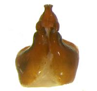 P.foxii ventral female genitalia