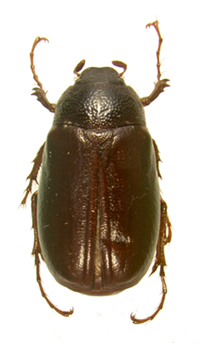 P. fraterna dorsal beetle