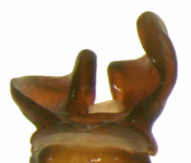 P. fraterna dorsal male genitalia