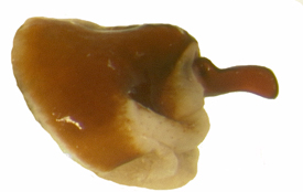 P. fraterna lateral female genitalia