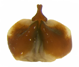 P. fraterna ventral female genitalia