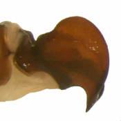 P. fraterna left lateral male genitalia