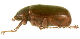 P. fraterna lateral beetle